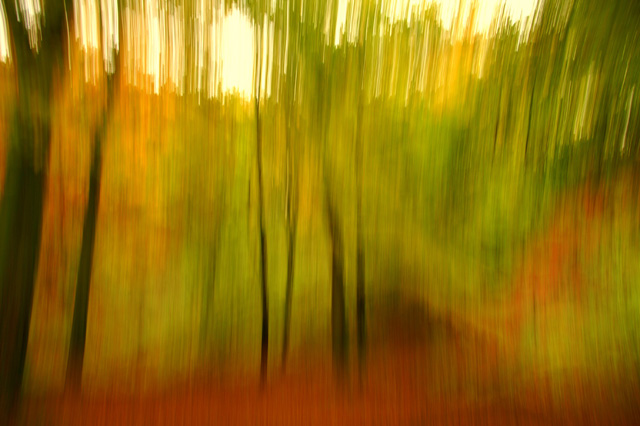 Autumn Rush