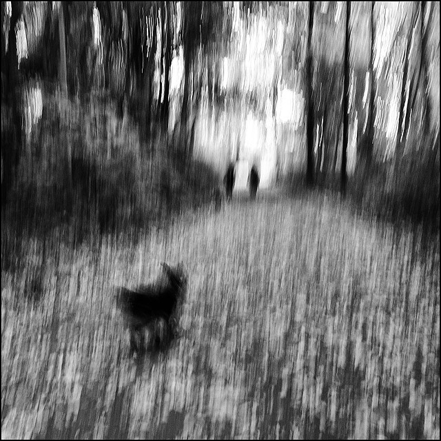 Black Dog