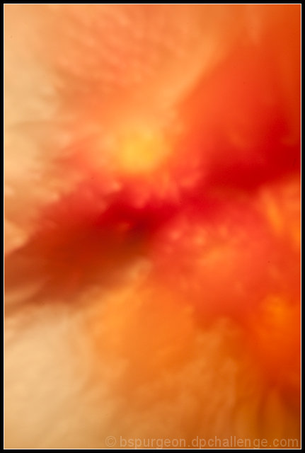 Rising Phoenix