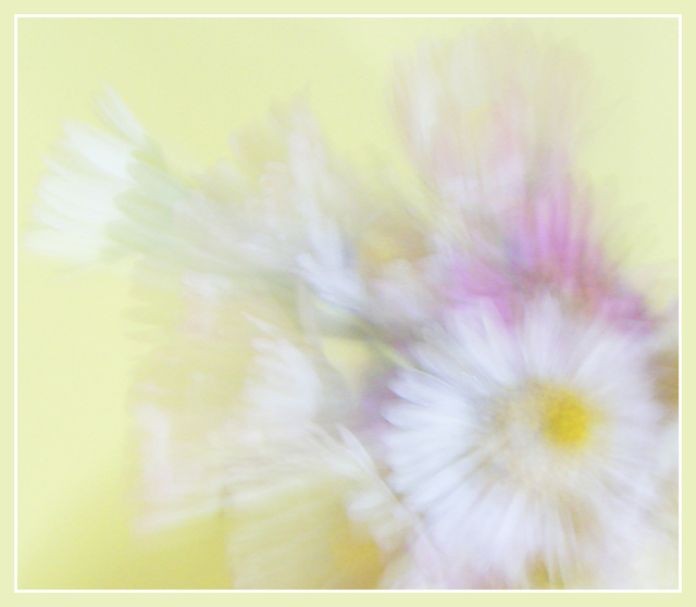 Daisy Dreaming