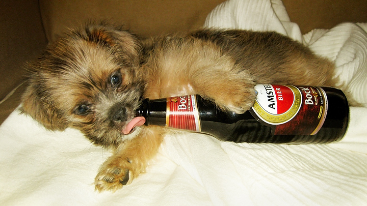 Amstelhuahua