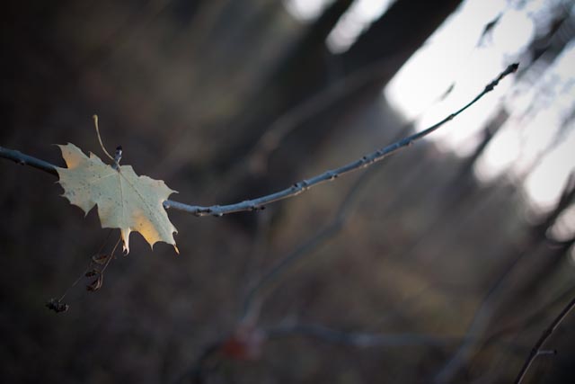 autumn 