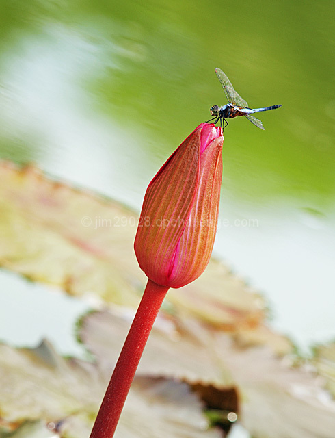 Dragonfly 