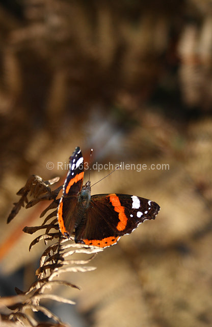 Autumnal butterfly