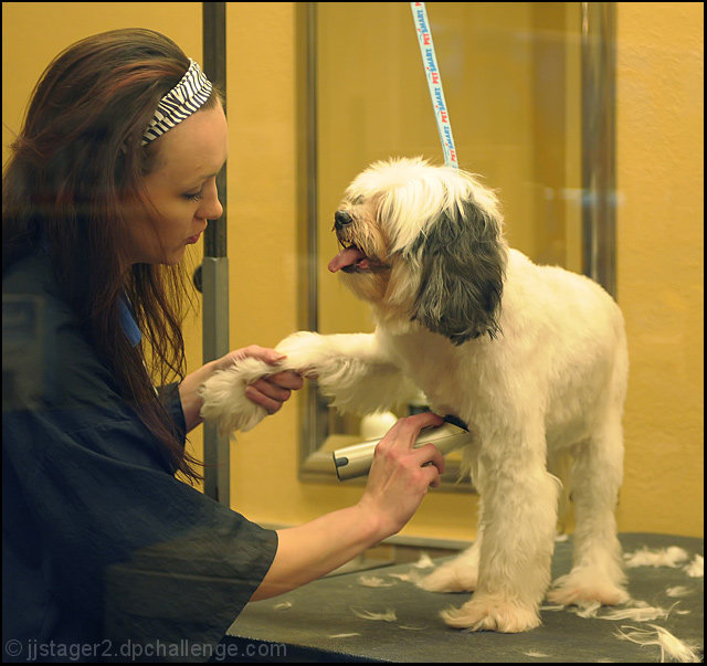 Groomed Pooch Under Glass
