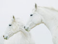 "She Dreamed of White Horses"