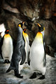 King Penguins