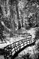 Giant cedar trail