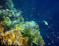 Coral Reefs of the Red Sea