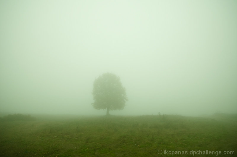 Misty Morning!