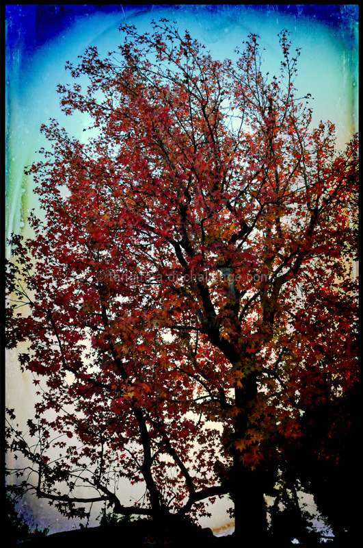 Fall Fire