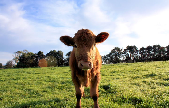 Shaza's Steer