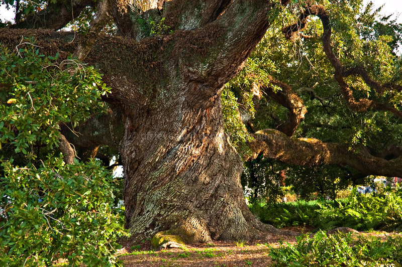 St. John's Cathedral 450 year old Oak Tree