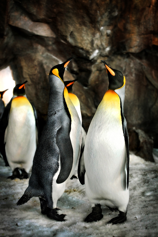 King Penguins