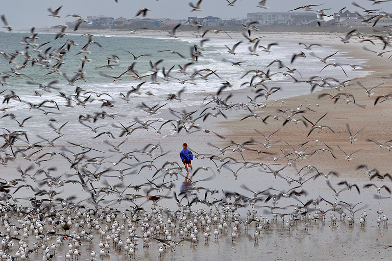 Chasing Seagulls