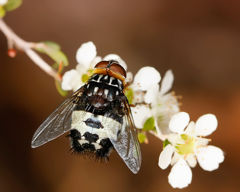 Nectar Feeding