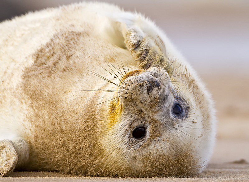 Seal pup on the beach