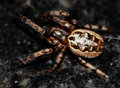 Spooky Spider