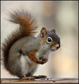 Furry  Creature