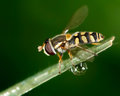 Hoverfly