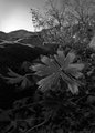 Backyard Geranium