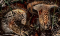 Autumn Toadstools 