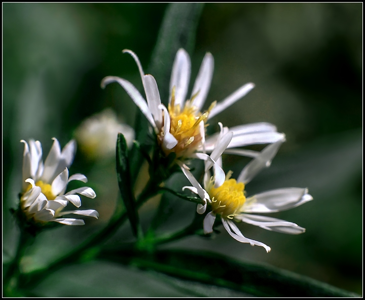 White Oldfield Aster