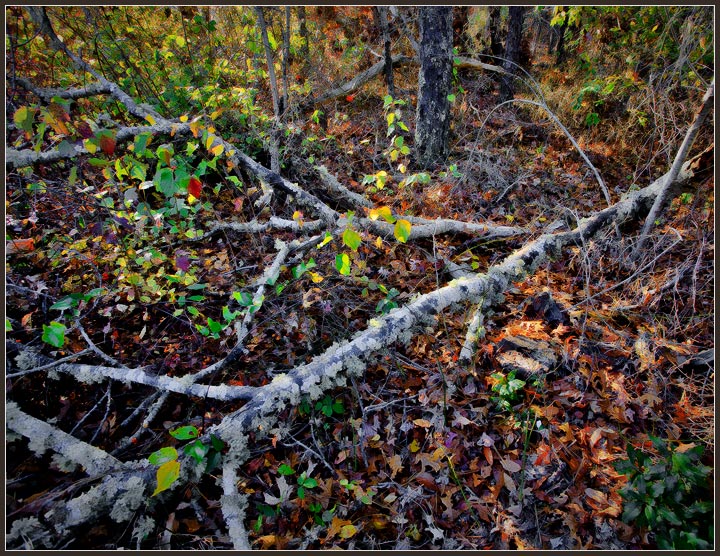 Deadfall