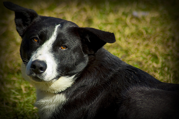 Skipper Dog