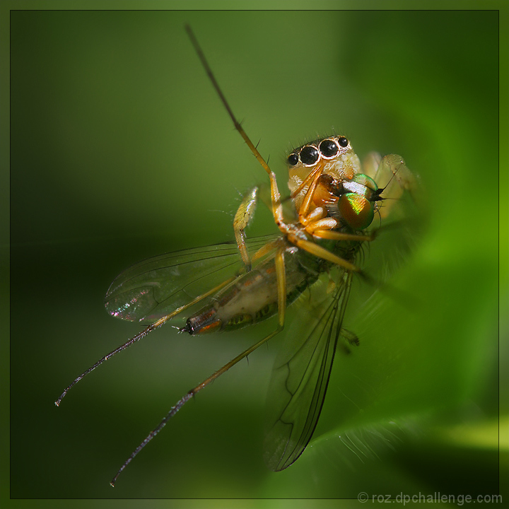 "Will you walk into my parlour?" said the Spider to the Fly