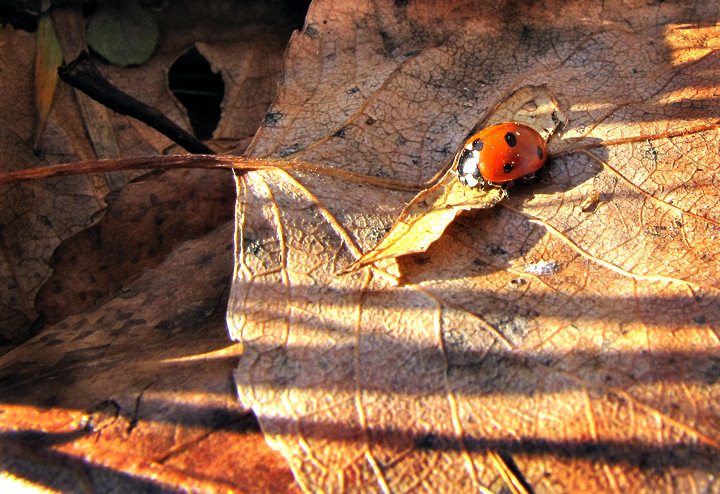 In The Leaves