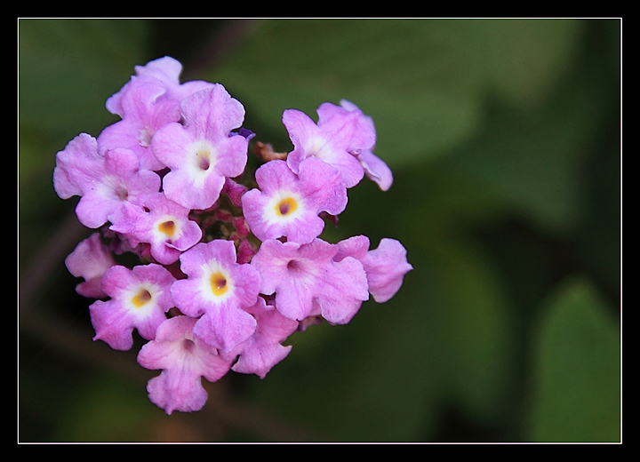 In my back Garden