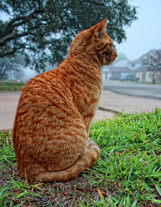 Neighborhood Watch