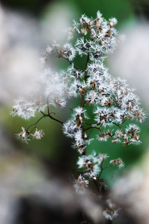 snakeroot