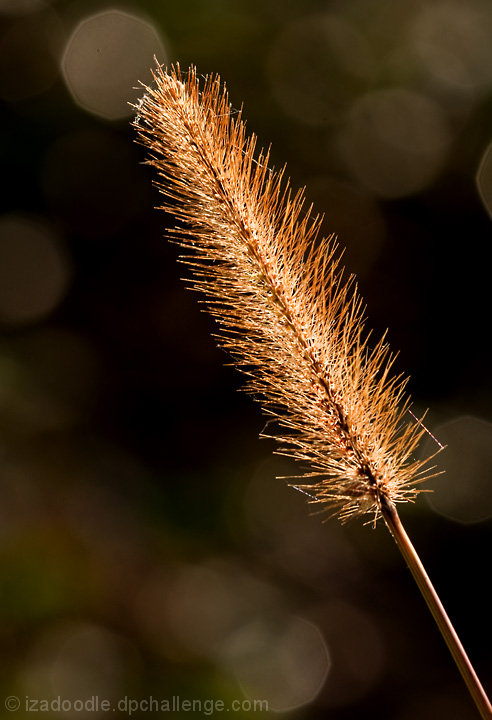In the Morning Sun
