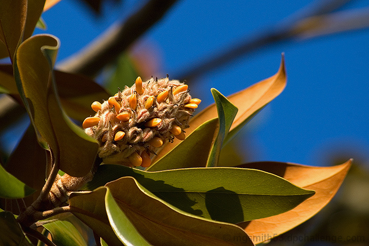 Magnolia, TNG