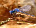 a dragonfly went by