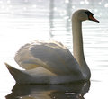 Swan