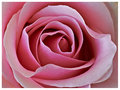 Rose #9