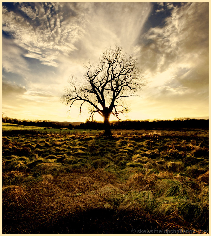 dawn