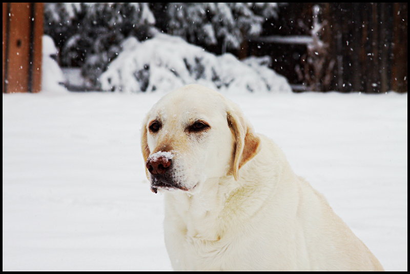 White Dog in the White Snow