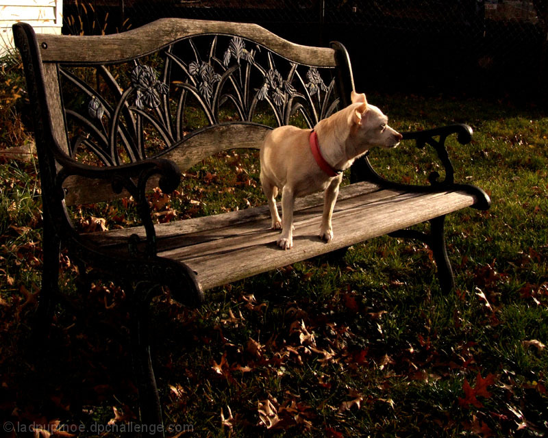 Gigi on the bench