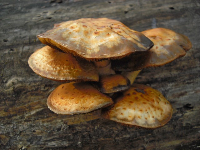 Mushrooms