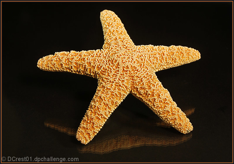 Starfish