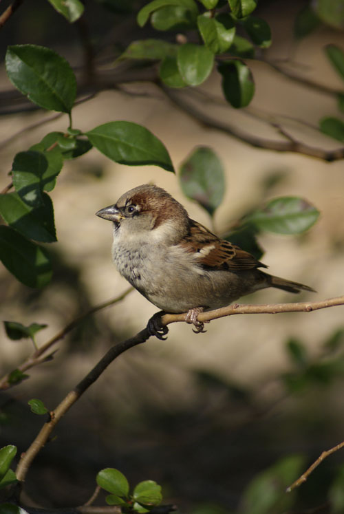 Perched