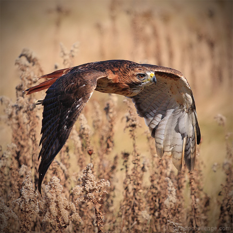 Redtail in Flight