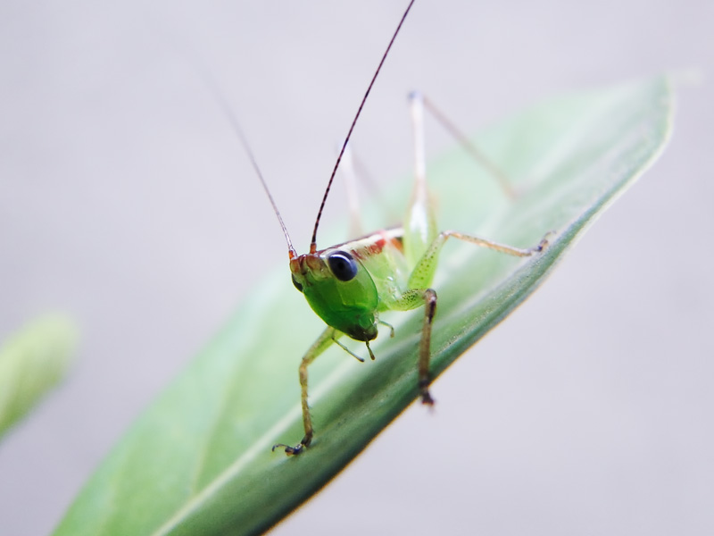 Grasshopper