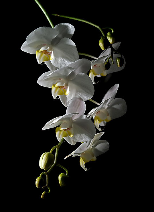 Phalaenopsis