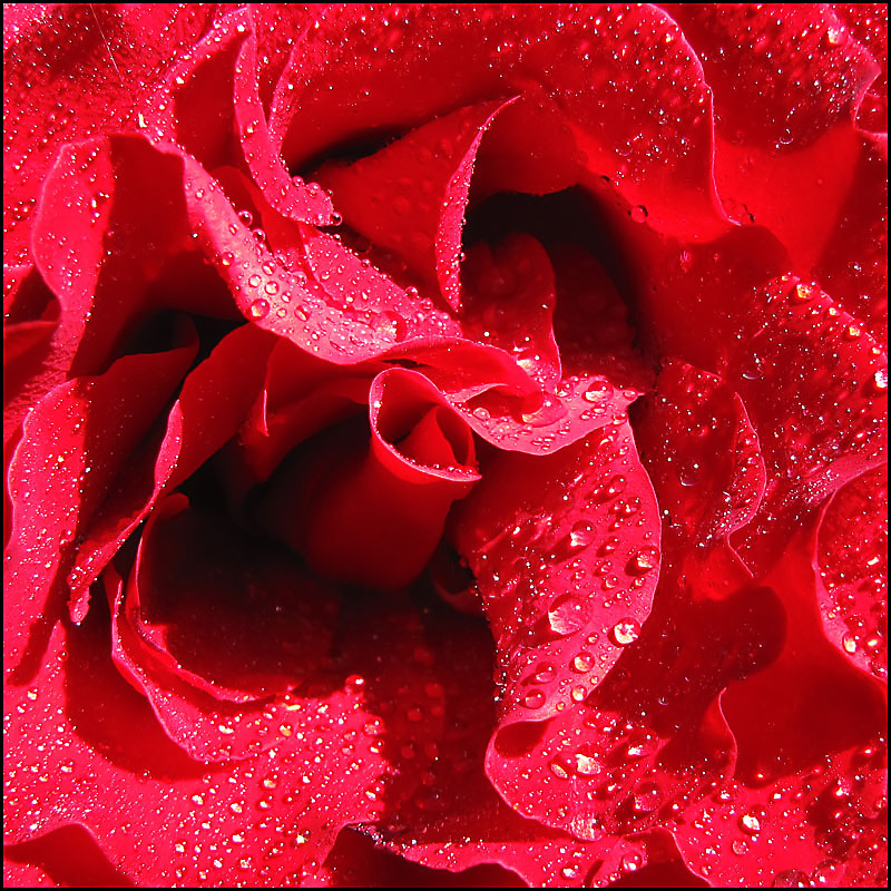 Wet  Red Rose