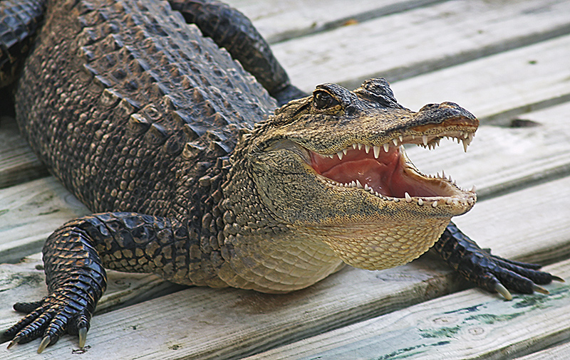  American Alligator.